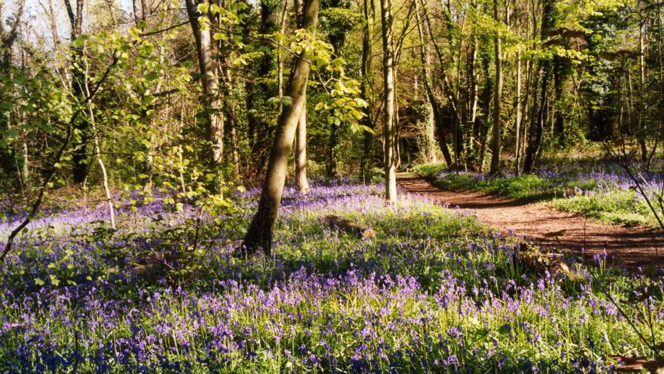 Website-Bluebells-5-Enhanced-SR.jpg