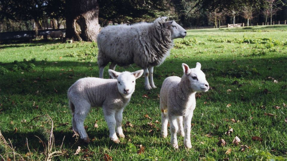 Website-Sheep-lambs-Enhanced-SR.jpg