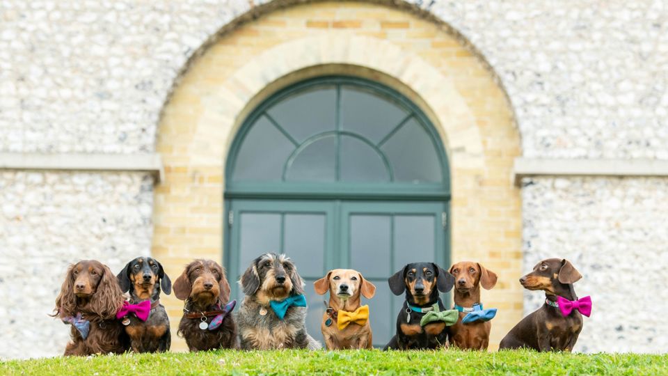 EMBARGOED TO 0001 FRIDAY JUNE 21.EDITORIAL USE ONLY.(Left to right) Whompy, Figgy, Moishe, Dotty, Beetle, Lord Dachsington, Lieutenant. Maveryck, Frida, all dachshunds, gather at Goodwood to celebrate National Dachshund Day (June 21), as the diminutive dogs are announced as the celebrated breed at Goodwoof 2025, taking place Saturday June 17 and Sunday May 18, 2025 in West Sussex. Photo credit should read: Jas Lehal/PA Media Assignments.