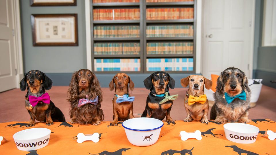 EMBARGOED TO 0001 FRIDAY JUNE 21.EDITORIAL USE ONLY.(Left to right) Figgy, Whompy, Lieutenant Maveryck, Lord Dachsington, Beetle, and Dotty, all dachshunds, gather at Goodwood to celebrate National Dachshund Day (June 21), as the diminutive dogs are announced as the celebrated breed at Goodwoof 2025, taking place Saturday June 17 and Sunday May 18, 2025 in West Sussex. Photo credit should read: Jas Lehal/PA Media Assignments.