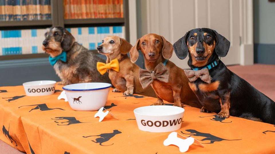 EMBARGOED TO 0001 FRIDAY JUNE 21.EDITORIAL USE ONLY.(Left to right) Dotty, Beetle, Lieutenant Maveryck, and Lord Dachsington, all dachshunds gather at Goodwood to celebrate National Dachshund Day (June 21), as the diminutive dogs are announced as the celebrated breed at Goodwoof 2025, taking place Saturday June 17 and Sunday May 18, 2025 in West Sussex. Photo credit should read: Jas Lehal/PA Media Assignments.