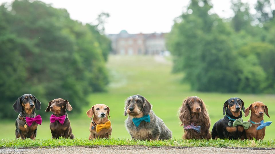 EMBARGOED TO 0001 FRIDAY JUNE 21.EDITORIAL USE ONLY.(Left to right) Figgy, Frida, Beetle, Dotty, Whompy, Lord Dachsington, and Lieutenant Maveryck, all dachshunds, gather at Goodwood to celebrate National Dachshund Day (June 21), as the diminutive dogs are announced as the celebrated breed at Goodwoof 2025, taking place Saturday June 17 and Sunday May 18, 2025 in West Sussex. Photo credit should read: Jas Lehal/PA Media Assignments.