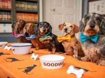 EMBARGOED TO 0001 FRIDAY JUNE 21.EDITORIAL USE ONLY.(Left to right) Figgy, Whompy, Lieutenant Maveryck, Lord Dachsington, Beetle, and Dotty, all dachshunds, gather at Goodwood to celebrate National Dachshund Day (June 21), as the diminutive dogs are announced as the celebrated breed at Goodwoof 2025, taking place Saturday June 17 and Sunday May 18, 2025 in West Sussex. Photo credit should read: Jas Lehal/PA Media Assignments.