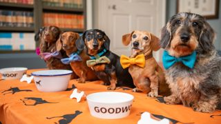 EMBARGOED TO 0001 FRIDAY JUNE 21.EDITORIAL USE ONLY.(Left to right) Figgy, Whompy, Lieutenant Maveryck, Lord Dachsington, Beetle, and Dotty, all dachshunds, gather at Goodwood to celebrate National Dachshund Day (June 21), as the diminutive dogs are announced as the celebrated breed at Goodwoof 2025, taking place Saturday June 17 and Sunday May 18, 2025 in West Sussex. Photo credit should read: Jas Lehal/PA Media Assignments.