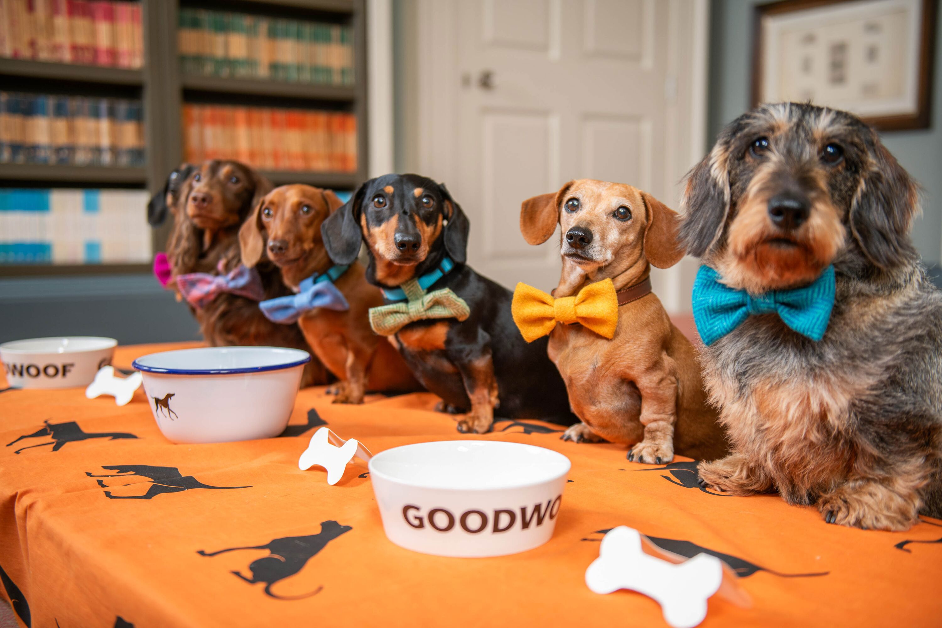 EMBARGOED TO 0001 FRIDAY JUNE 21.EDITORIAL USE ONLY.(Left to right) Figgy, Whompy, Lieutenant Maveryck, Lord Dachsington, Beetle, and Dotty, all dachshunds, gather at Goodwood to celebrate National Dachshund Day (June 21), as the diminutive dogs are announced as the celebrated breed at Goodwoof 2025, taking place Saturday June 17 and Sunday May 18, 2025 in West Sussex. Photo credit should read: Jas Lehal/PA Media Assignments.