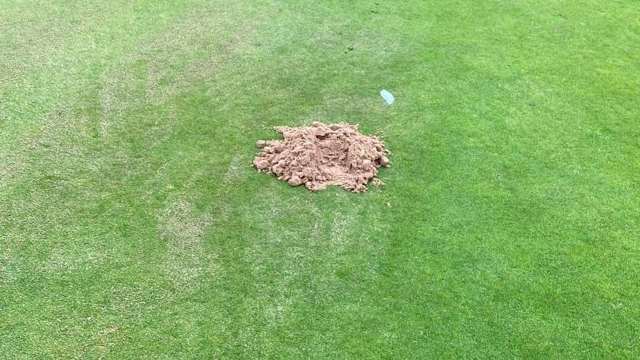 Mole on the 9th green