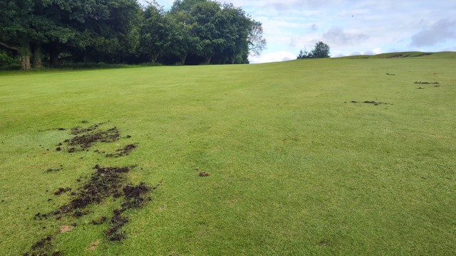 Badger damage on the 11th