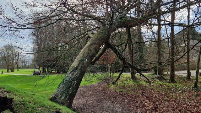 Fallen tree on the 1st hole. 