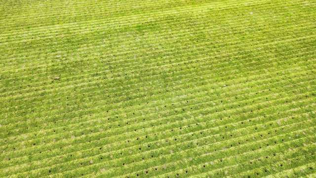 Green surface before applying sand top dressing.