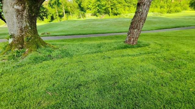 This area is showing high growth rate after the rough has been cut around it. Around the trees is 7 days worth of growth.