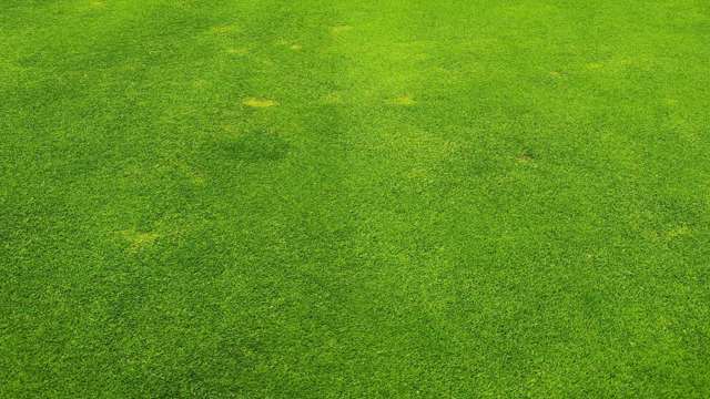 Turf diseases discolouration on the greens