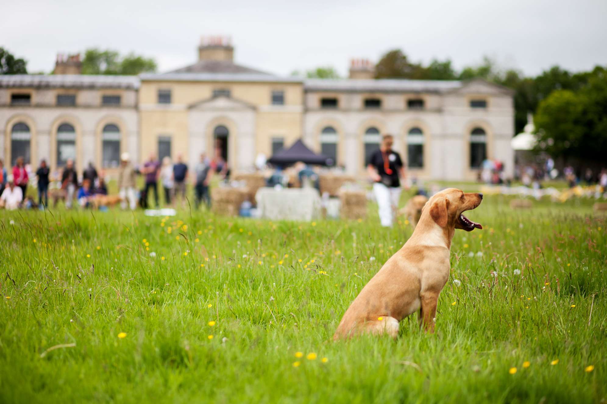 plan-your-day-dog-events-in-sussex-goodwoof