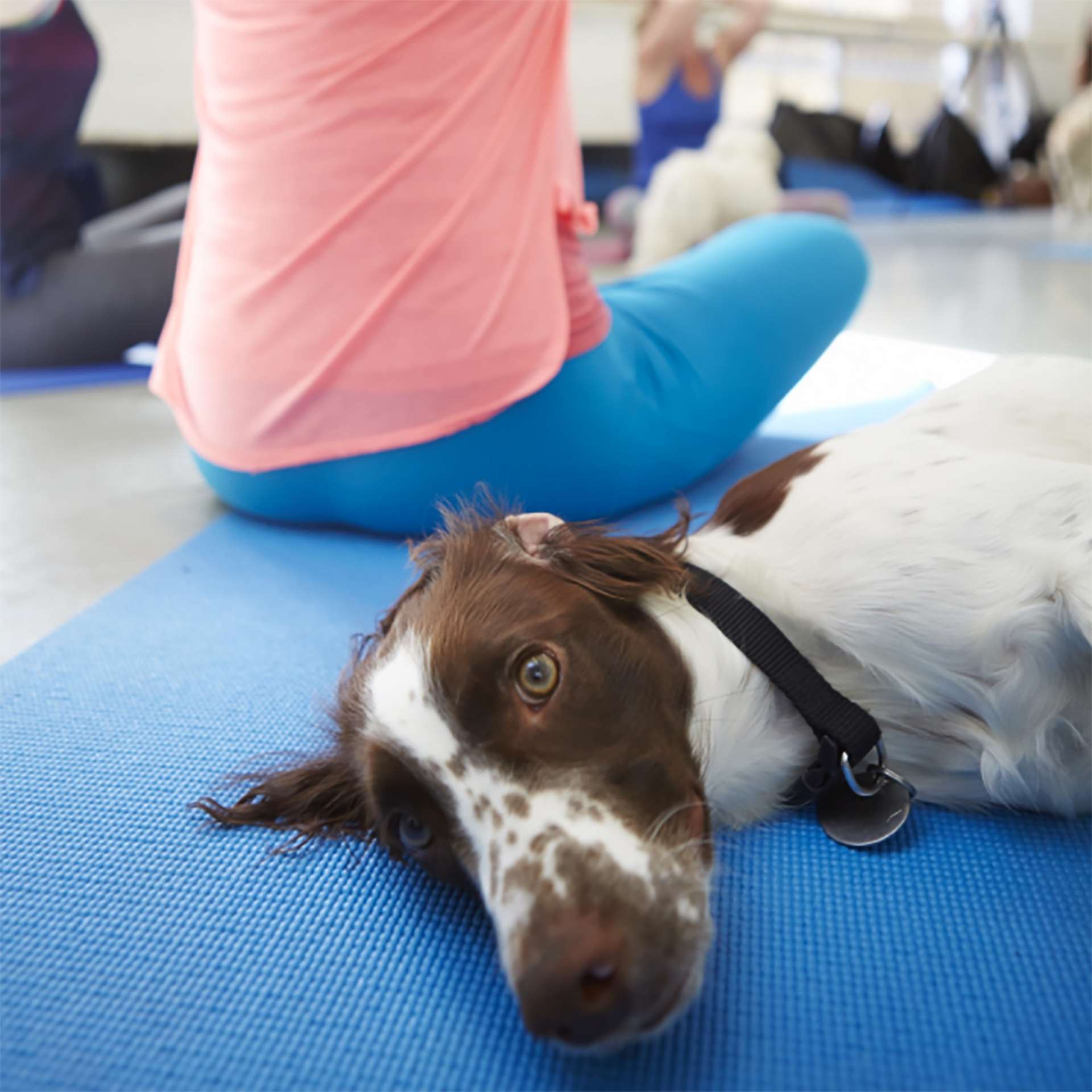 dog-yoga-doga.jpg