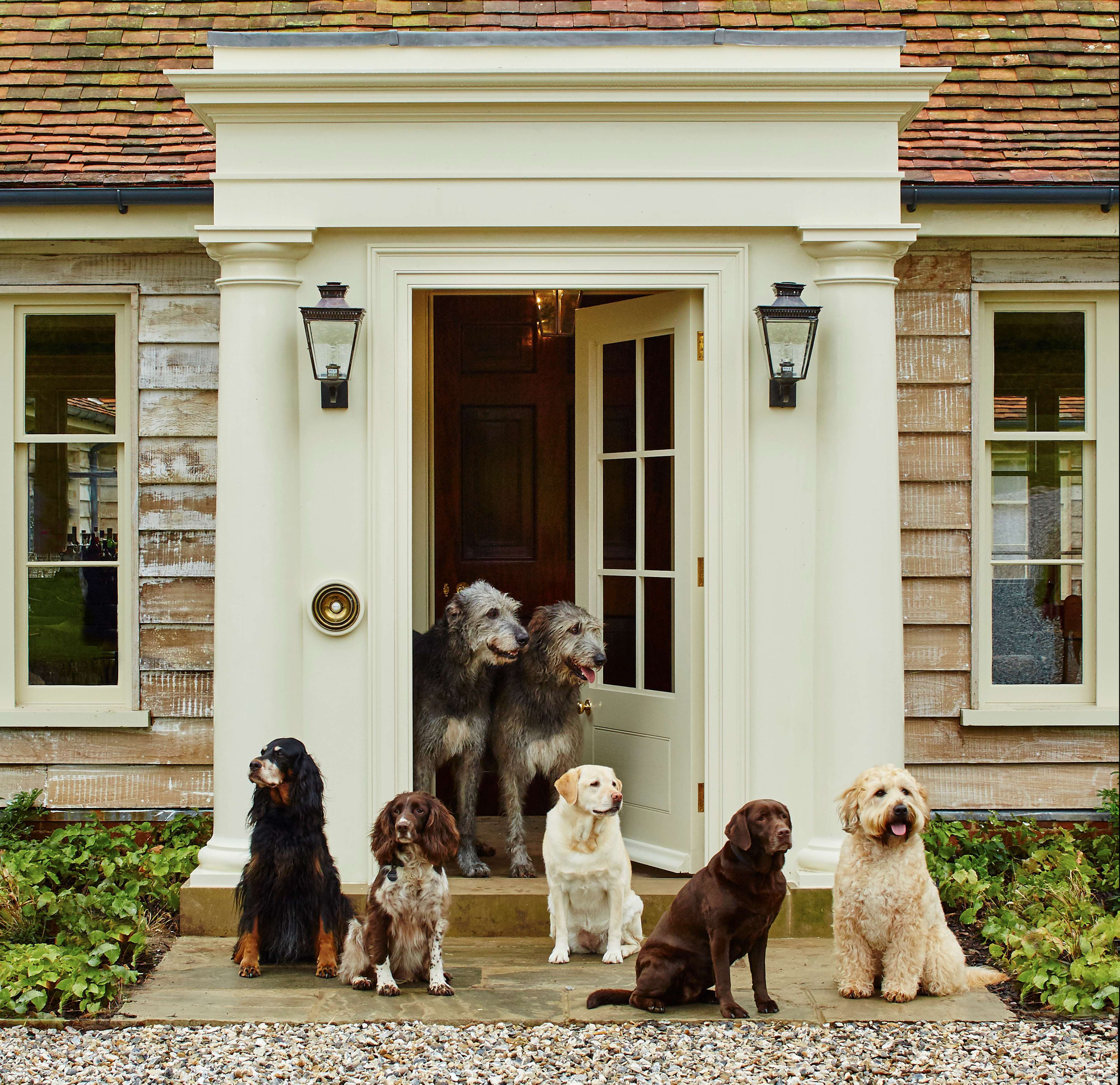 dogs-at-goodwood-kennels.jpg