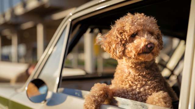 labradoodle-at-goodwood-motor-circuit.jpg