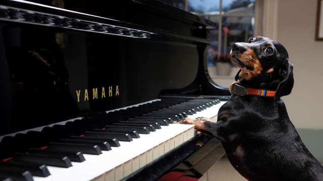 sausage-dog-playing-piano.jpg