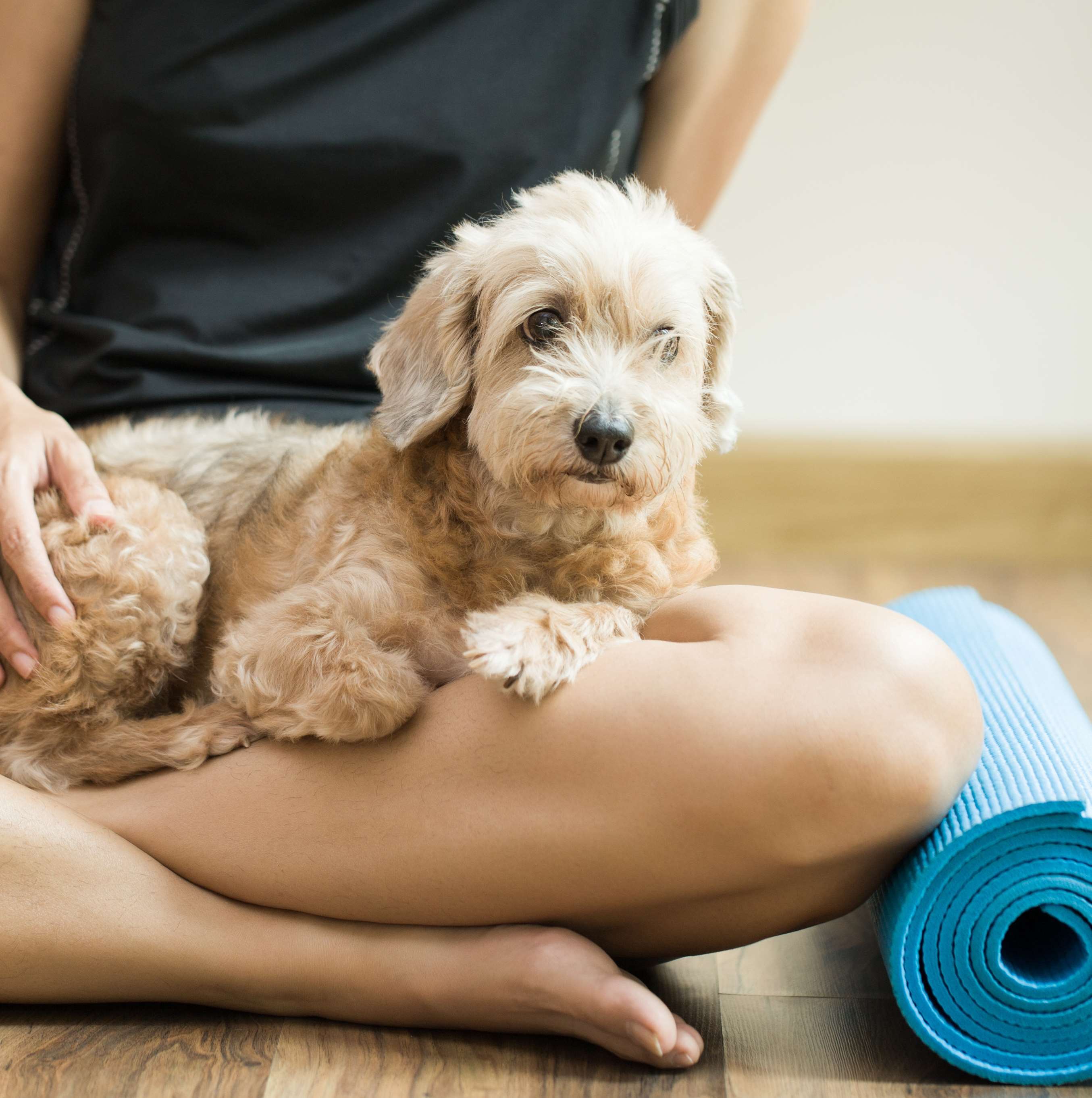 dog-yoga-at-goodwoof.jpg