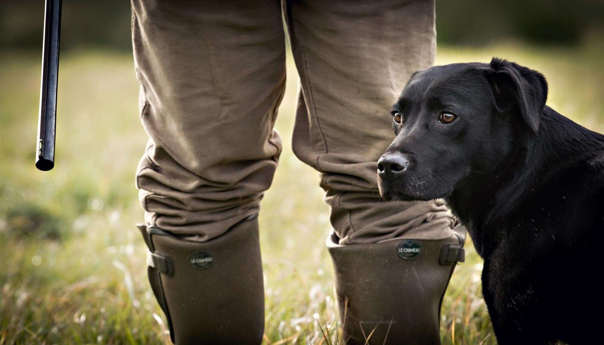 gundog-labradors.jpg