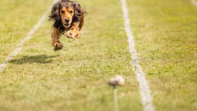 fastest-dog-running-goodwoof.jpg