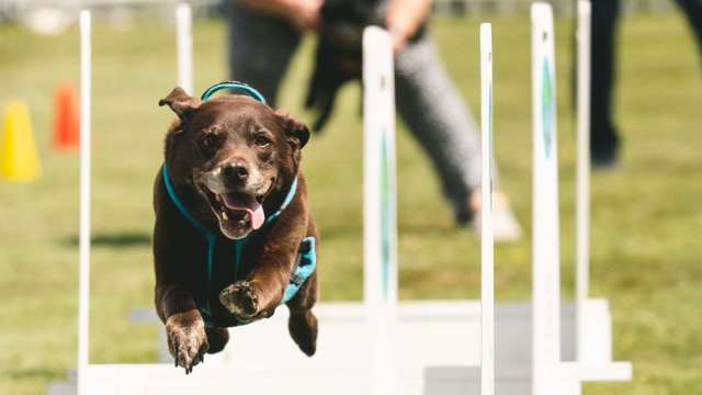 flyball-action-sports-goodwoof.jpg