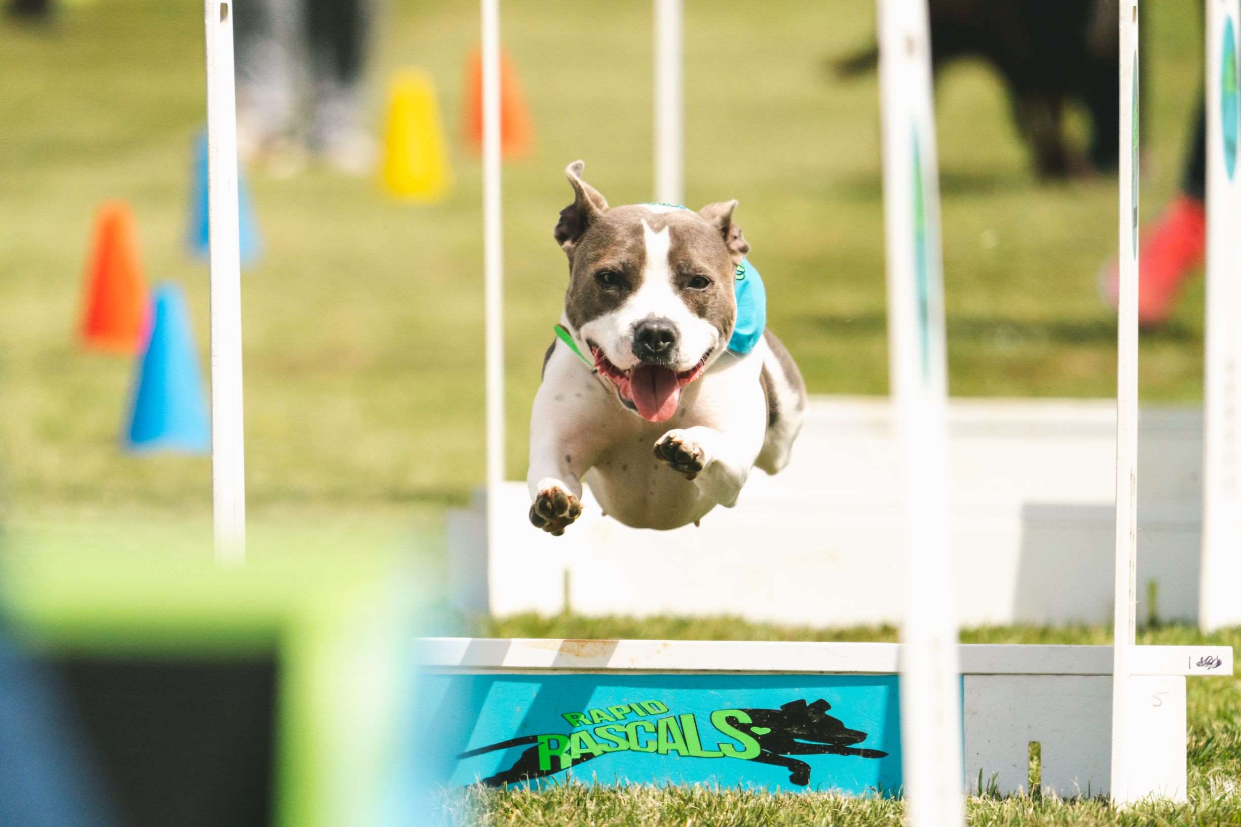 is there prize money in dog agility