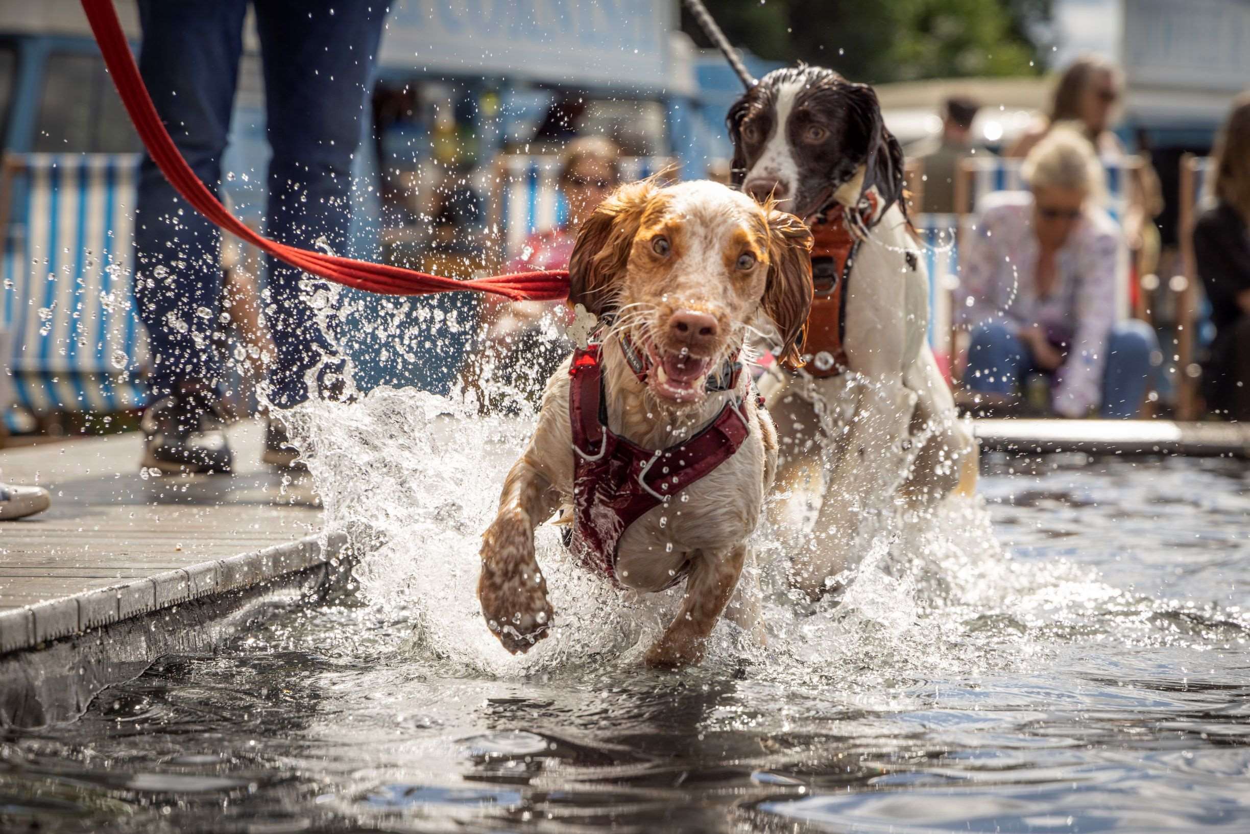 goodwoof-spaniels-in-fido-lido.jpg