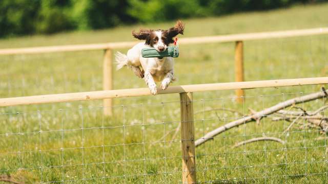 Competitors will flock to Goodwoof’s Field & Trail to display their incredible talents