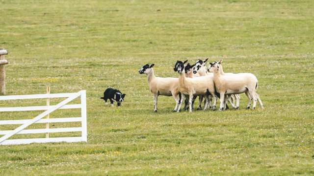 Sheepdog's working and competing at the absolute top of their game