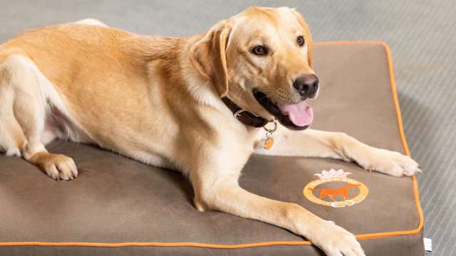 bob-celebrates-national-labrador-day-reclining-on-a-goodwoof-dog-bed.-ph.-by-pa..jpg