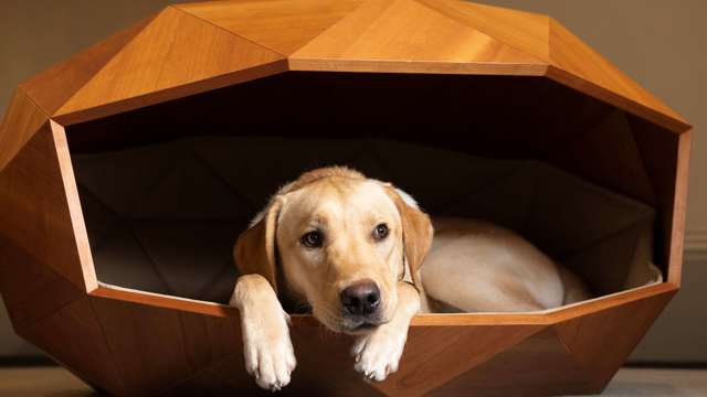 bob-enjoys-foster--partners-dome-home-kennel-on-national-labrador-day.-ph.-by-pa.-2.jpg