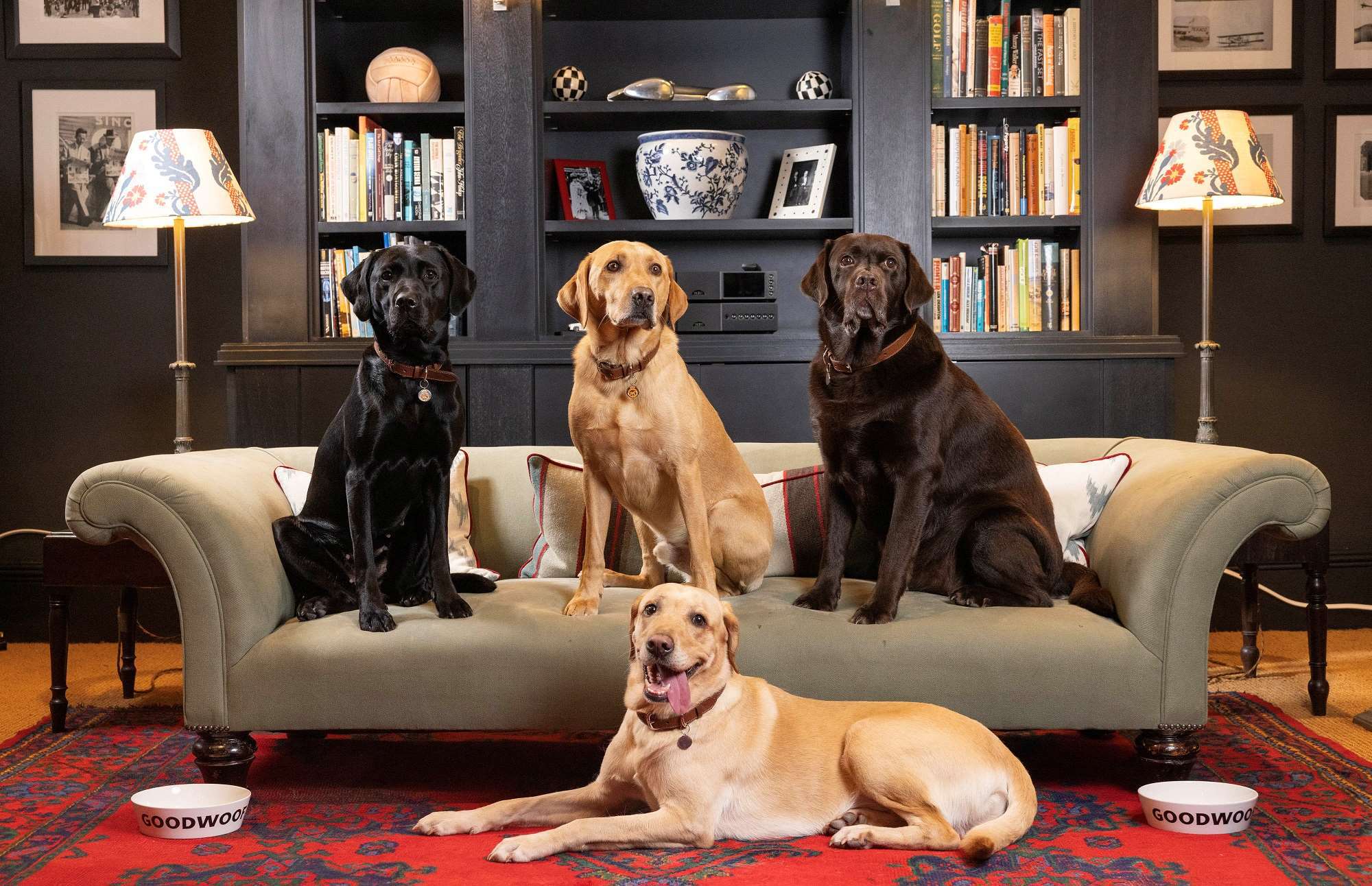 labradors-bonnie-rufus-badger-and-autumn-come-together-to-celebrate-national-labrador-day-at-the-kennels-at-goodwood.-ph.-by-pa..jpg