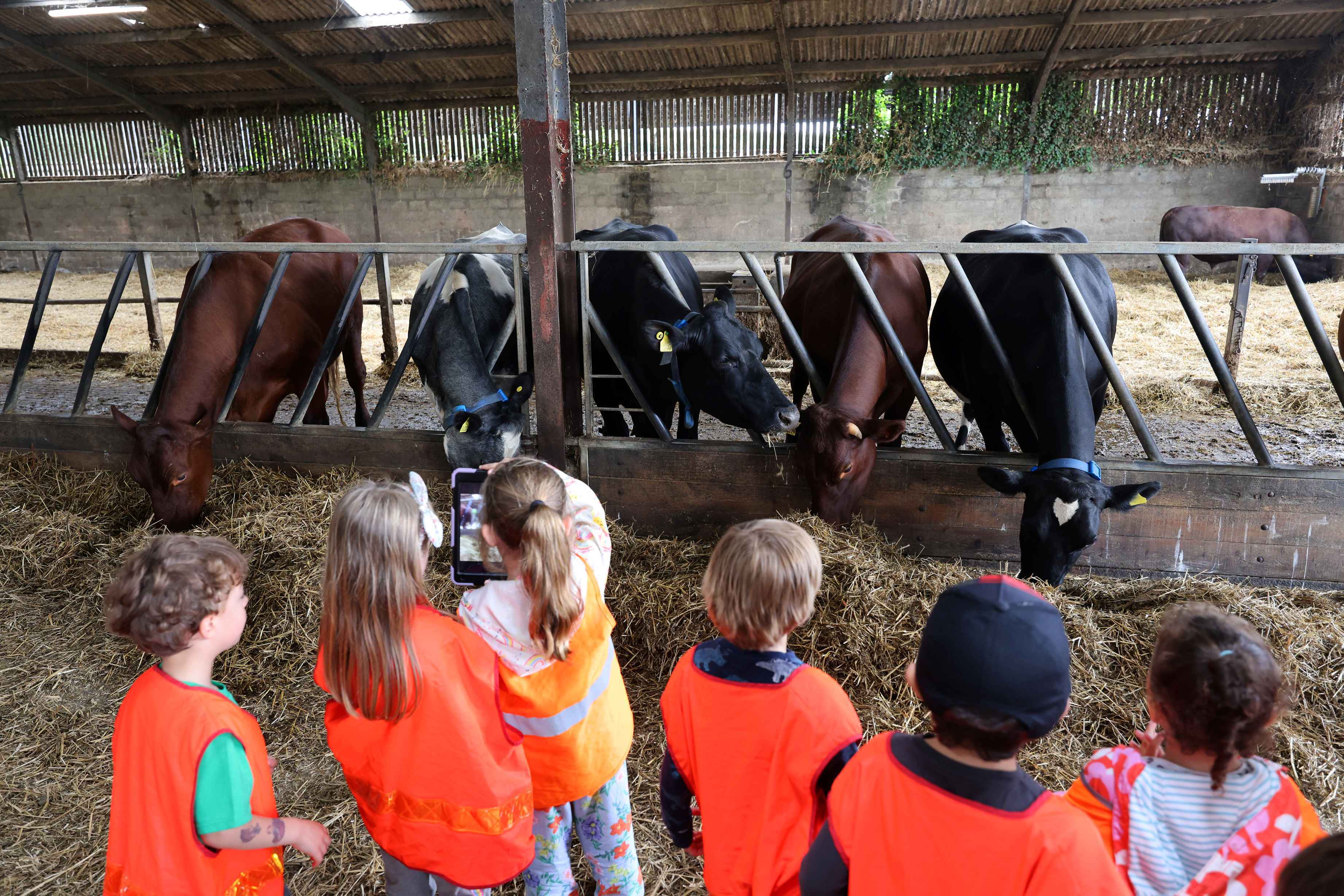 Sam Stephenson meeting the cows.jpg