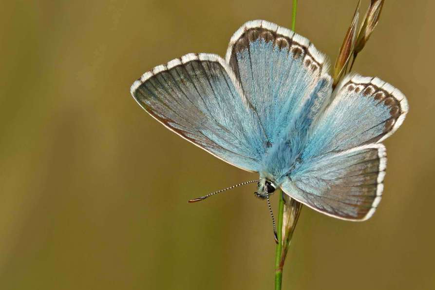 butterfly--wildlife-walk_2.jpg