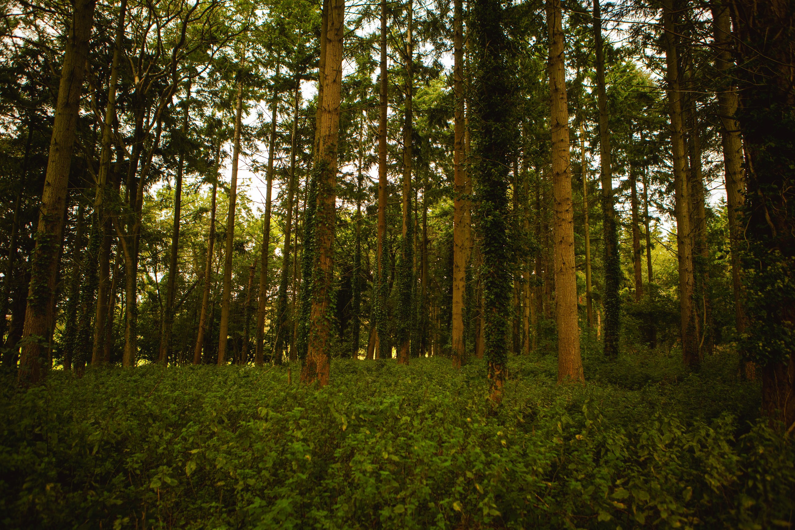 Tree Climbing _Max_Carter_23.jpg