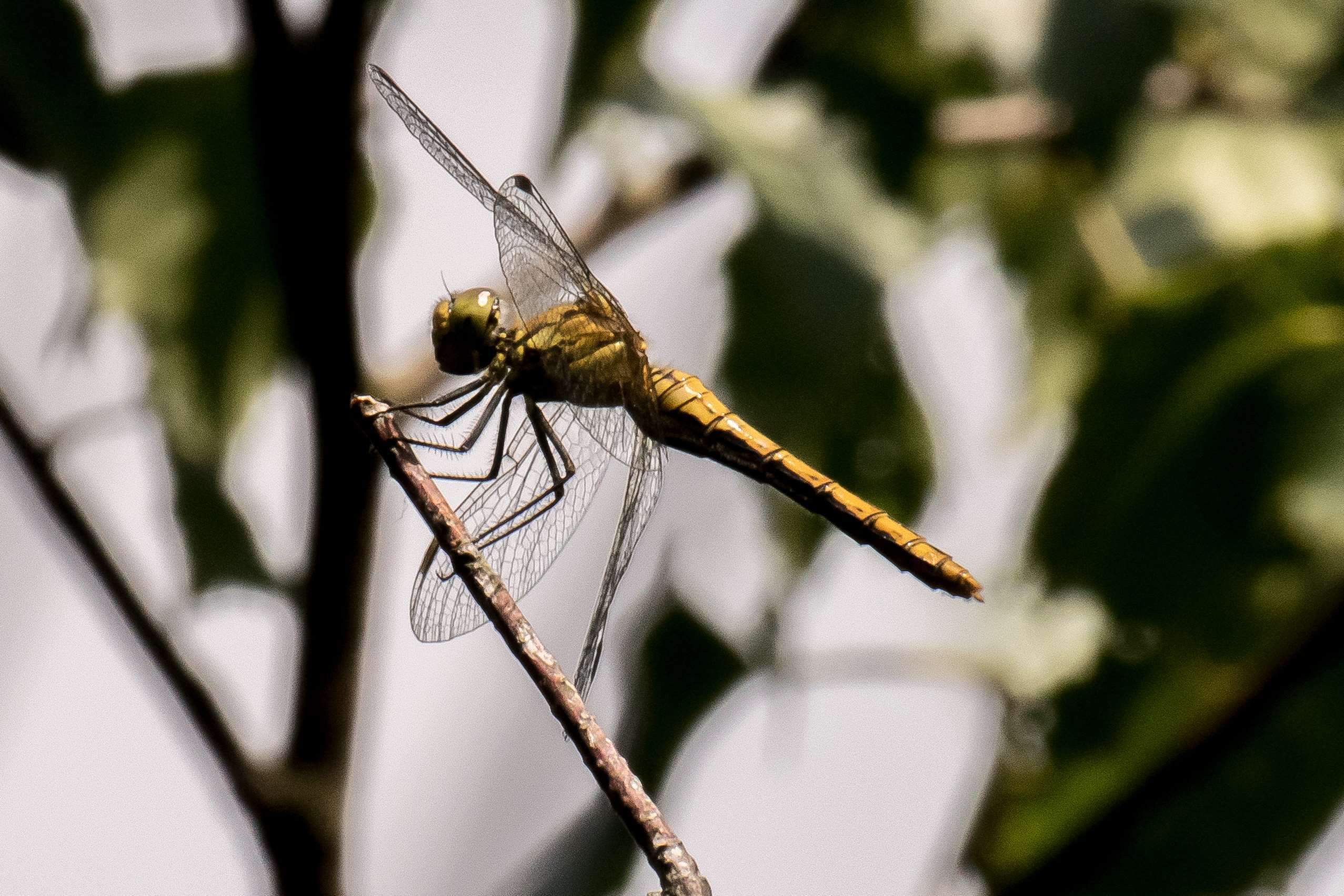 Packed with flora and fauna, like this dragonfly, the wood is “an incredible learning resource”