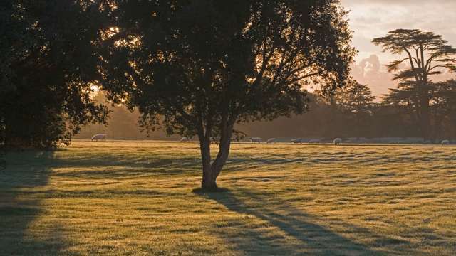 park-with-sheep-clive-boursnell-2007.jpg