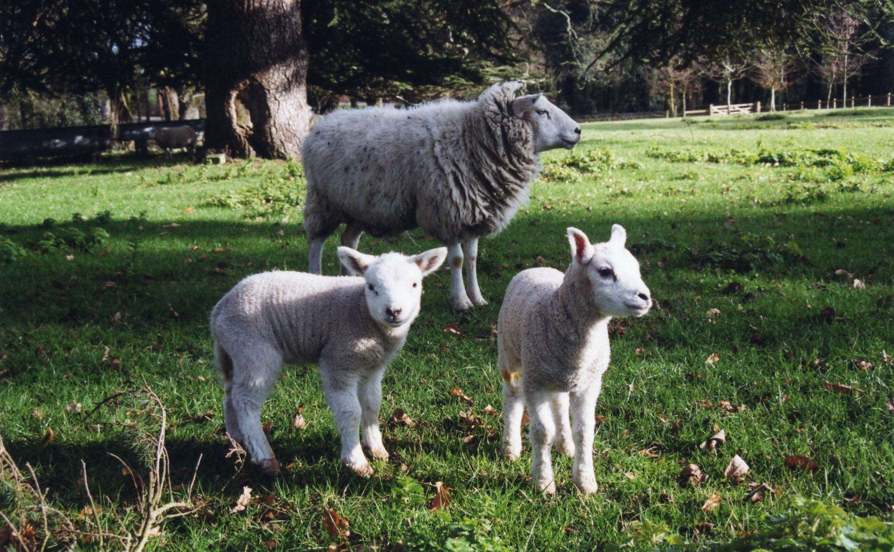 sheep--lambs.jpg